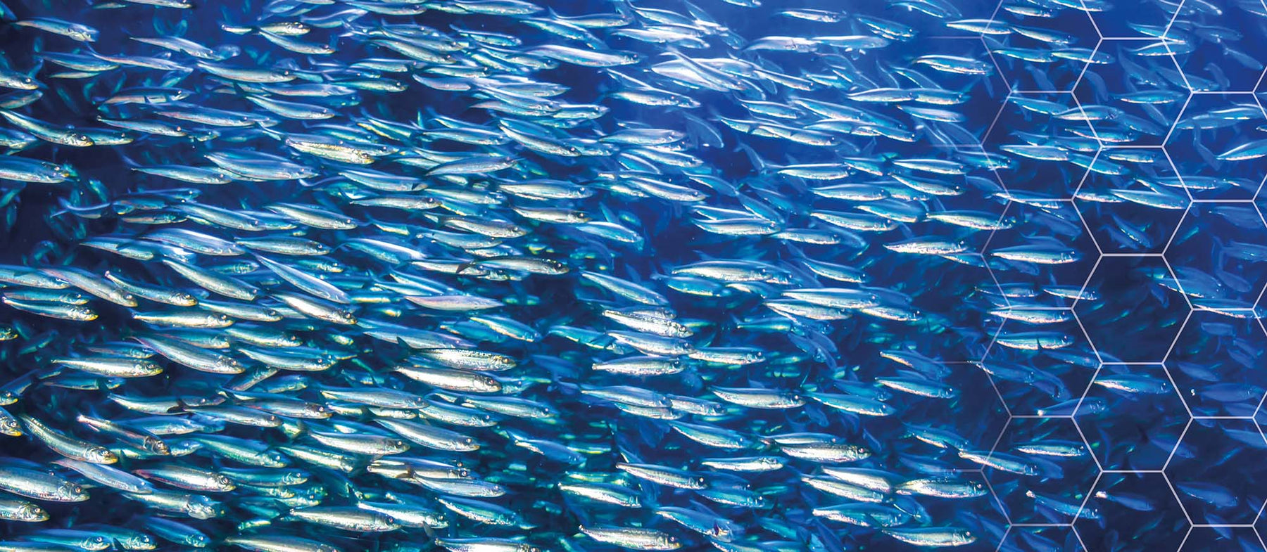 ORIVO takaa kalaöljyn jäljitettävyyden - ja siten myös turvallisuuden!